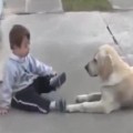 Loving Dog Takes Care Of Little Boy